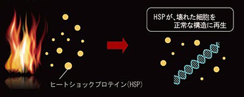 ヒートショックプロテイン(HSP)